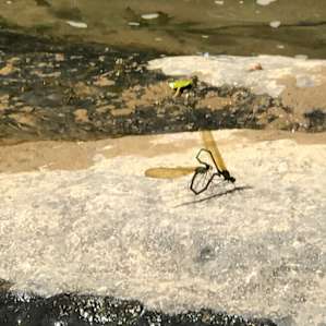 Dragonflies