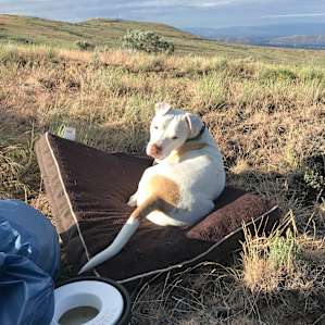 Cushy foam mattresses soften the rocky ground, for people and pups