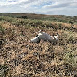 The rough ground is good for rolling in!