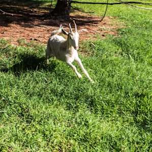 The friendly goat