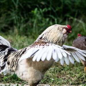 The chicken