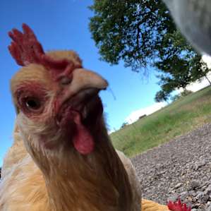 Chicken selfies. These chickens have such personality
