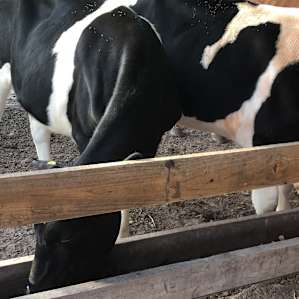 Feeding cows.