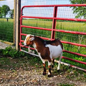 The host was kind enough to show us around the entire property which includes some pretty adorable goats.