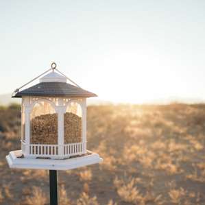 Beautiful bird feeds are all around the campground which draw an incredible array of birds.