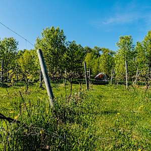 Prairie Woods Farm Vineyard Camp