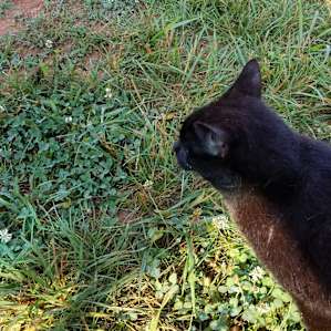 Cool farm cat that hung around and was super friendly.