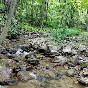 View looking up the stream