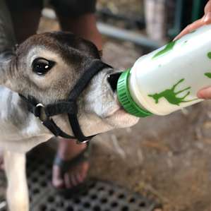 Infinity Acres Petting Ranch