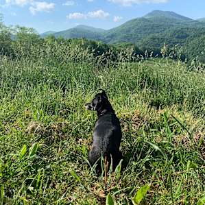 Pasture Paradise
