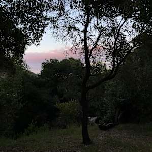Evening view