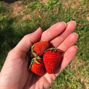 Fresh strawbs!