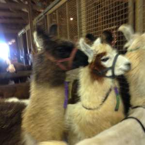 Llama Paradise at Lower Sherwood