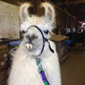 Llama Paradise at Lower Sherwood