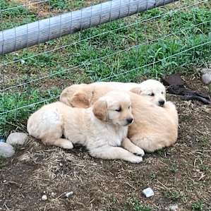 cute puppies!