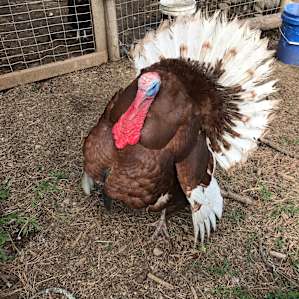 My fave, the turkey!