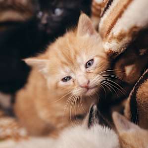 Dawn and Richard found a litter of kittens in their truck while we were there! they were PRECIOUS