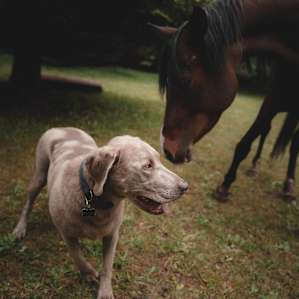 Our lab had a great time running around, meeting the goats, hanging with the horses