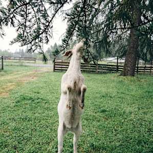 The goats are hilarious!