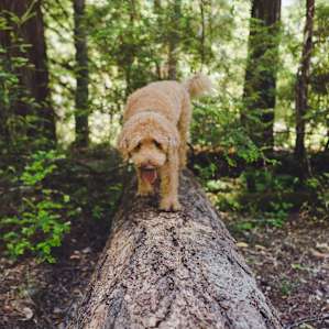 Portola Redwoods Campground