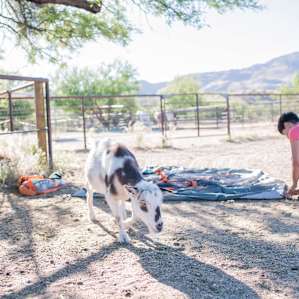 Nothing like setting up camp with a friendly goat's help!