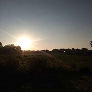 View of sunrise over the cornfield