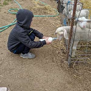 Dairy Sheep Farm