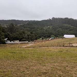 Dairy Sheep Farm