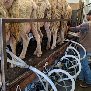 Dairy Sheep Farm