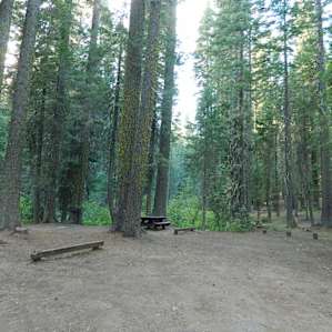 Dense, forested campsite on Grizzly Creek
