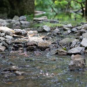 Johnson Creek.