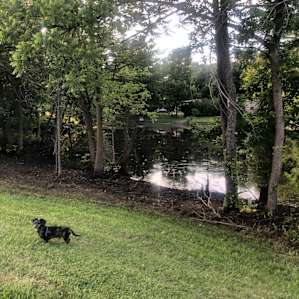 The far side of the pond