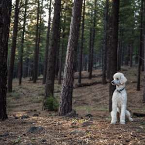 Alpine Valley | North Lake Tahoe