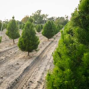 So many happy trees