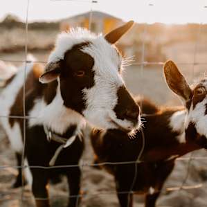 These goats are friendly and you're welcome to feed them - just watch your fingers if they get excited!