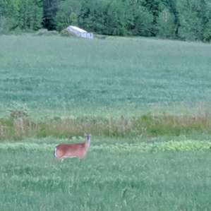 Secluded Hilltop Meadow on Farm