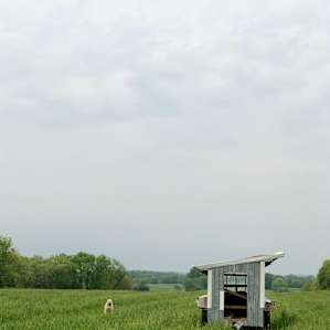 A chicken coop guard dog. Seems sweet, but is very shy and kept their distance.