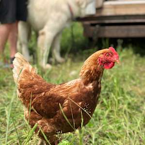 One of very many chickens, also in the background another working dog, she was VERY sweet!