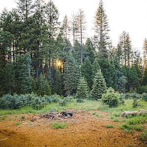 Camp in the forest