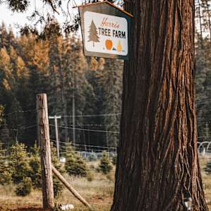 Camp in the forest