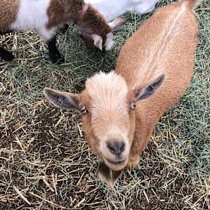 Sunset Farms Sanctuary