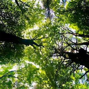 The view from my hammock! Love the tall trees!