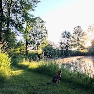 Songdog Meadows