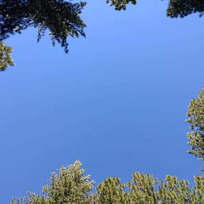 Skyward view from center of our site (5)