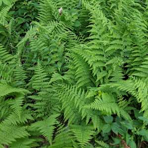 I was obsessed with all the ferns!