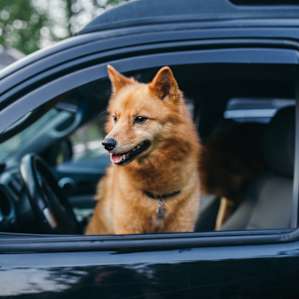 Our adventure pup.
