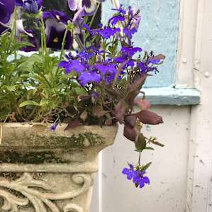 Flowers in a window box.