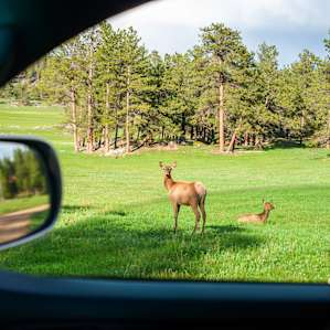 Driving into the property you pass through a couple of meadows, and might see some elk!