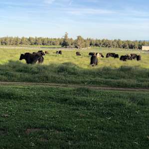 Yaks in heaven
