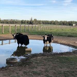 Yaks hoof bathing